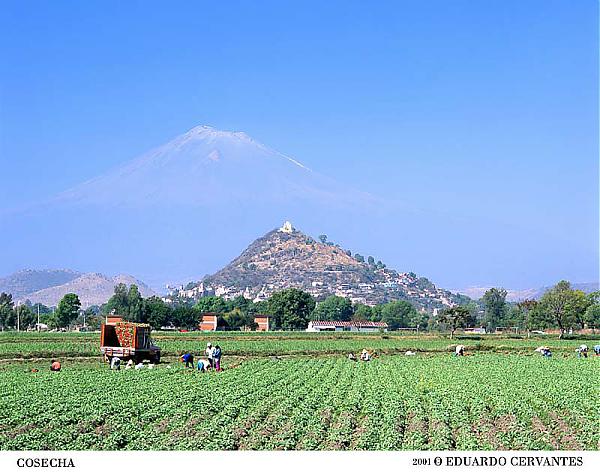 Cosecha.jpg