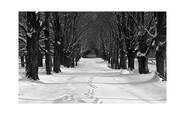 Quince-B&W.jpg