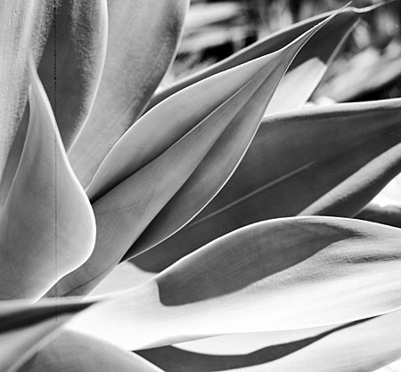 suculent-close-B&W-6x6-7.jpg
