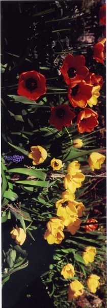 Tulips Xpan.jpg