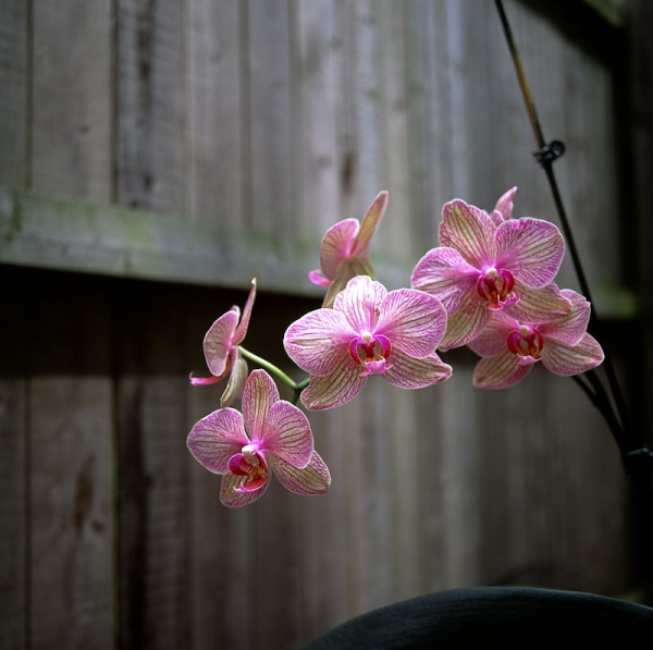 OrchidWideAngle.jpg
