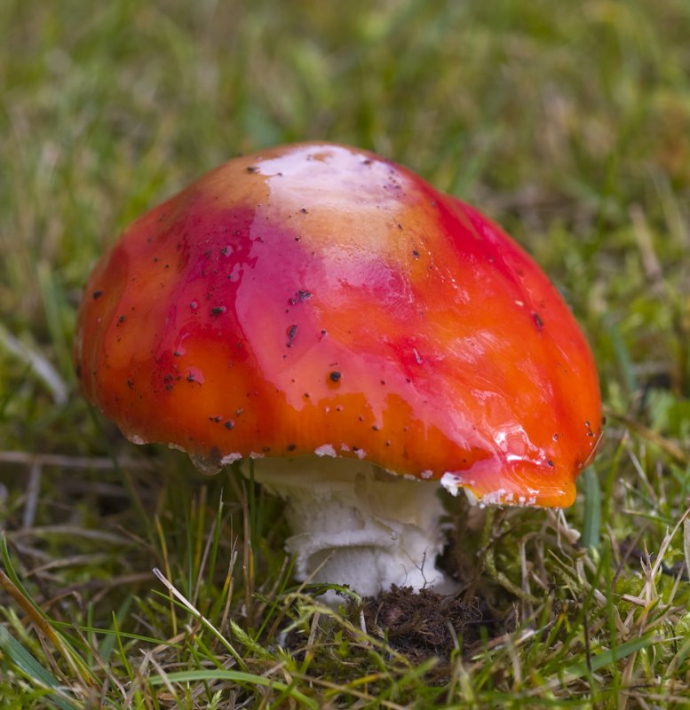 A0000043 Amanita Muscaria.jpg