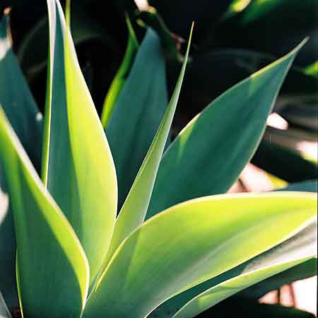 green_big_fronds3.jpg