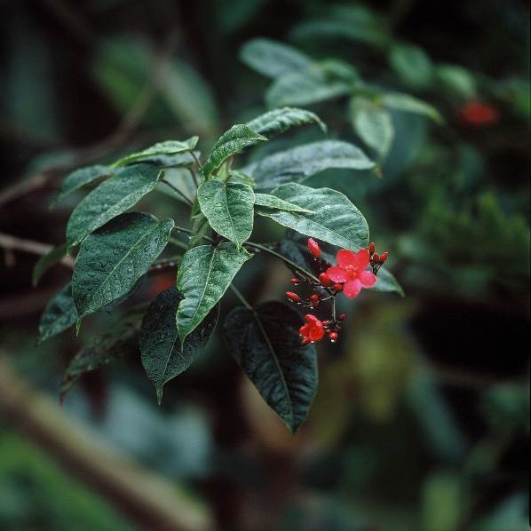 kahaluu flower hassy 180mm 3-14-10.jpg