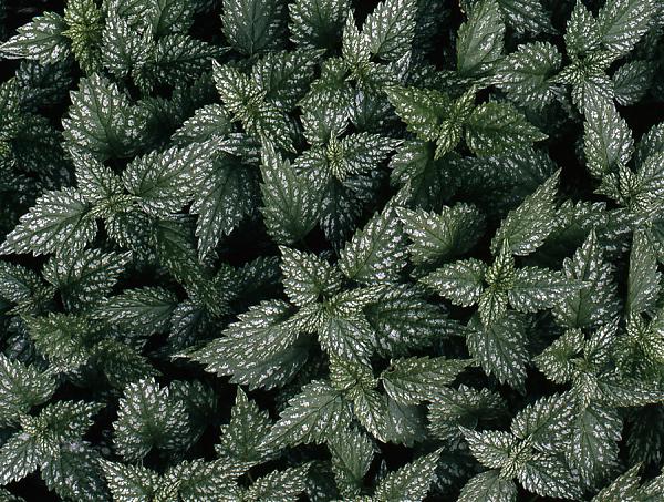 Green & Silver Foliage Plant-2.jpg