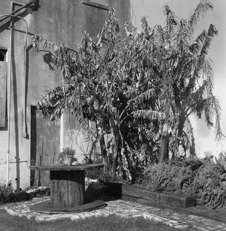 Galveston Courtyard Flora-1.jpg