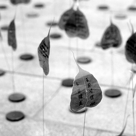 Japanese-leaves-6x6-B&W-Jul.jpg