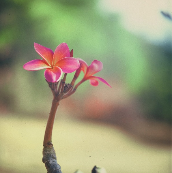 plumeria hassy 120mm 3-13-10.jpg