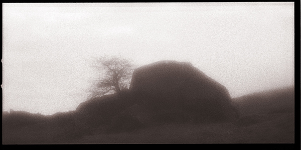 Carlingford---Tree-PanoramicZP.jpg