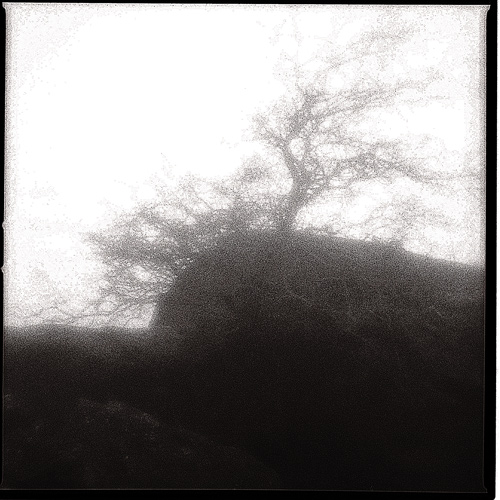 Carlingford,Tree-ZP3.jpg