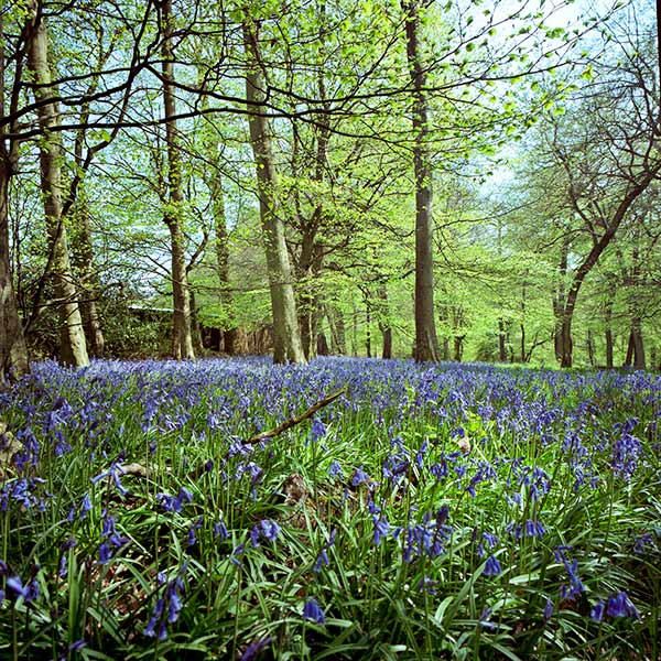 bluebellwoods.jpg