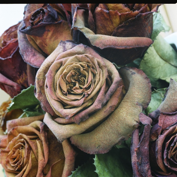 Dead rose 3.jpg