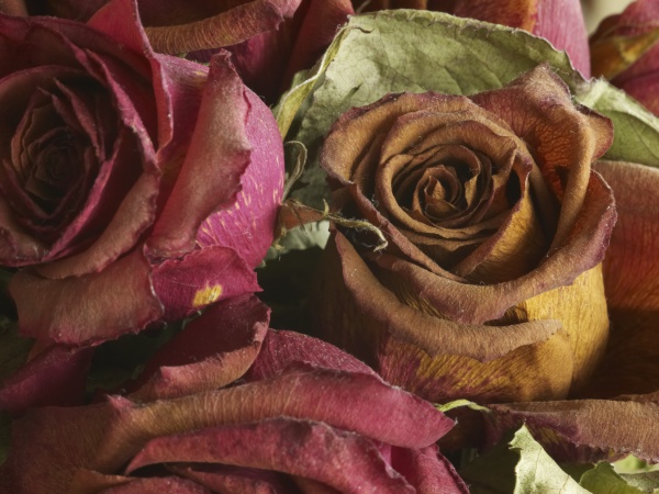 Dried rose 1.jpg