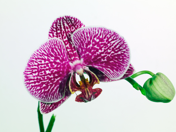 Macro-01.jpg